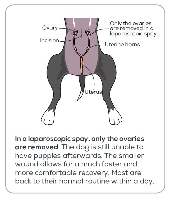 What is the recovery time for a dog spay?