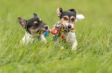 Dental Treatmentfor your Dog
