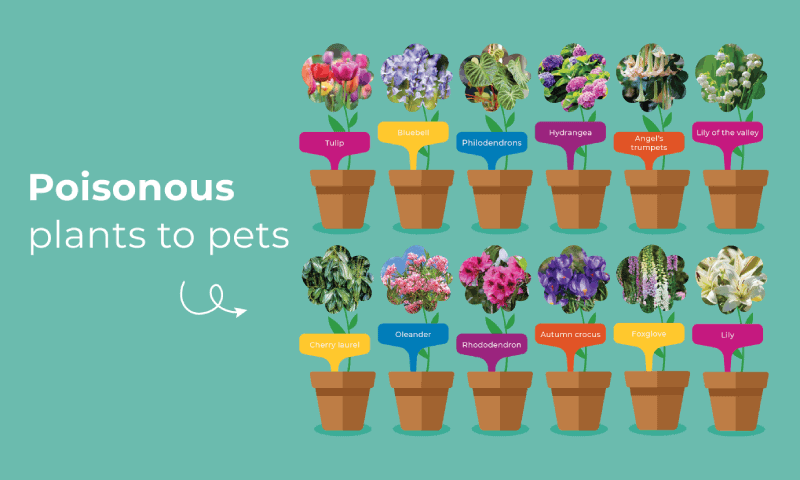 Poisonous plants for pets infographic 1 1